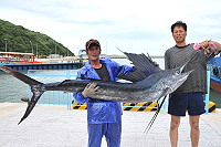 　白沙漁民在中澳近岸海域捕獲一尾罕見大旗魚，長約2公尺，重達50公斤。（圖／文：陳鵬雄）