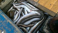 橋仔漁民定置網捕獲大量海鰻。(圖/文:陳鵬雄)