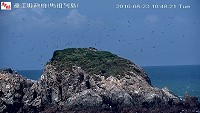 西莒蛇山白眉燕鷗於每年8月中旬至9月中旬準備遷徙,請遊客和鄉親把握今年賞鷗機會。(圖:建設局)