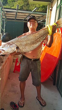 　台灣釣客在橋仔碼頭釣魚沒釣到，卻撿到一尾26斤重的新鮮大鮸魚。（圖：星漾民宿提供）