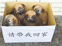 　幫助可愛小狗找到家，建設局目前有收容米克斯混種犬，約2個月大，歡迎鄉親前往領養。（圖：建設局）