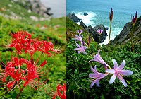 東引地區石蒜屬生態資源很稀有,同時擁有紅花石蒜、換錦花、玫瑰石蒜與紅藍石蒜4類族群。(圖/文:陳其敏)