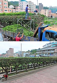 縣府前兩排路樹過於茂密,建設局利用週休進行清理工作,將兩排原本枝葉茂密的路樹修剪得像「小平頭」般相當清爽,視野也變得更加廣闊。(圖/文:曹重偉)