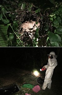 西莒虎頭蜂出沒,莒光消防分隊獲報迅速摘除,讓鄉親安心。(圖/文:宋幸儒)
