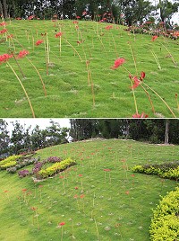 珠螺軍人公墓旁小山丘草皮上的紅花石蒜未來幾天將會大開,歡迎鄉親和遊客前往欣賞。(圖/文:吳嘉榮)