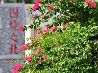 　熱情花語。（圖與文：陳其敏）