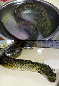 　東引中央水池清淤，意外捕獲一尾大鱸鰻。（圖：民眾提供）