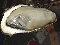 馬祖肥美生蠔是中秋烤肉必備生猛海鮮,地區養殖戶在中秋前接獲滿滿訂單。(圖/文:陳鵬雄)