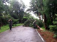 「莫蘭蒂」颱風擦邊過,東引地區僅發現一棵木麻黃側枝折斷傾倒。(圖/文:陳其敏)