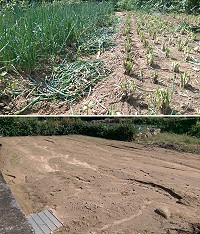 雙颱襲擊帶來豪雨,北竿坂里農地受損嚴重。(圖/文:陳鵬雄)