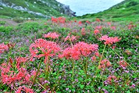 北疆紅花之美　圖與文：陳其敏