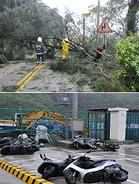 中颱「梅姬」橫掃,北竿環島東路和壁山路巨樹傾倒擋路,整體災情算是輕微。(圖/文:陳鵬雄)