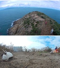 台大森林系2日登鐵尖島調查燕鷗季節結束,了解飛離後狀態,並空拍島貌及燕鷗生活地方。(圖:台大森林系Lin Ching-Fuh)