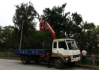 民眾反映路樹影響人車等問題,建設局和環保局皆聯合委外廠商持續清理中。(圖/文:吳嘉榮)