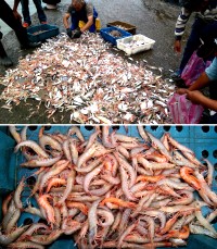 北竿漁民捕獲大量美味劍蝦,饕客直接到碼頭搶鮮購買。(圖/文:陳鵬雄)