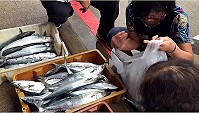 新鮮馬加魚22日上午出現在山隴市場,家戶搶購一空。(圖:本報編輯部)