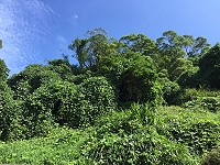 　葛藤蔓延行道樹，北竿環島東路面臨路樹生存危機。（圖／文：陳鵬雄）