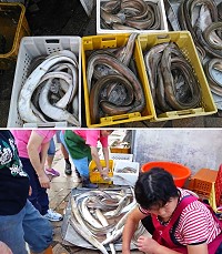 南竿今年第1波出現船釣海鰻大數量,漁船1天進帳3、4萬元。(圖:本報編輯部)