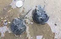 清水濕地昨天上午再度發現3隻三棘鱟,顯現縣府推動環境復育的成效。(圖:建設局)
