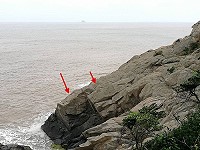 　相互依偎。（圖：王建華提供）