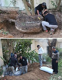 建設局10日起委由昕麟庭園藝有限公司協助連江山莊樹木移植作業,規劃多餘空間給原有龍柏。(圖/文:吳嘉榮)