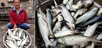 北竿釣友張良衛午魚大咬,一個潮水近百斤收穫。(圖/文:陳鵬雄)