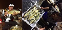 　台灣釣友釣到1斤多野生黃魚，魚體一身黃，釣友超開心，及東引漁船捕到小隻黃魚上岸叫賣搶購。（圖：賽門八郎）