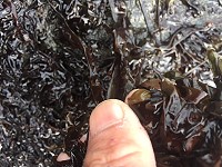 東引無人島礁岩石上,台灣釣友採集「冬菜」紫菜。(圖:台灣釣友)