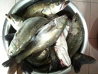 馬祖鱸魚季節開始,東莒釣到最大隻15斤鱸魚。(圖:東莒東旭民宿提供)