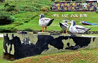 　東引安東坑道附近的黑尾鷗公共造景，母鳥遭颱風破壞，鄉公所規劃打造4隻新鷗鳥取代。（圖／文：陳其敏）