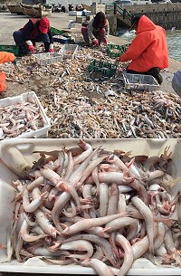 橋仔定置網捕獲大量龍頭魚,1市斤約50至80元不等,是平價海鮮美食。(圖/文:陳鵬雄)