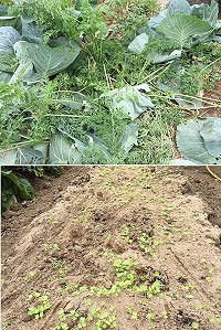 農民辛苦經營的菜園遭小狗闖入,半年的辛苦全白費了。(圖/文:陳鵬雄)