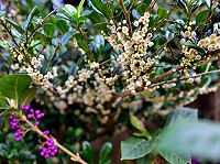 馬祖原生植物濱柃木,黃白色花朵玲瓏可愛,但是「花香」卻不討喜。(圖/文:陳其敏)