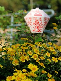 　全村一起來熱鬧！（圖與文：張登傑、陳樂團）