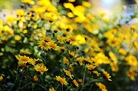 　全村一起來熱鬧！（圖與文：張登傑、陳樂團）