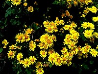 　全村一起來熱鬧！（圖與文：張登傑、陳樂團）