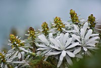 　芙蓉菊。（圖與文：陳其敏）