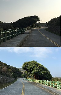 　長期受東北季風吹拂的榕樹，長成奇特造型，您覺得像什麼呢？（圖／文：宋幸儒）