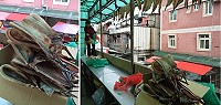 東北季風起,風霜是曝曬鰻鯗最好天氣,業者挑3斤左右魚體製作成1斤鰻魚干,容易出售。(圖:宋志富)