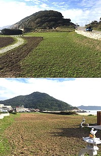 　&#22338;里天后宮周邊今年擴大栽種油菜花，壯觀花海景象值得期待。（圖／文：陳鵬雄）