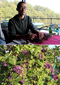 龍應台2016歲末馬祖之行,在地植物景色最為鍾情日光海岸旅館周遭的紫珠。(圖/文:吳嘉榮)
