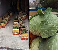 坂里三寶陸續採收,大部分產品均符合安全規定,消費者可安心食用。(圖:農民提供)