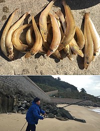 遠從台東來的71歲超強釣友阿嬤,用一般馬祖少見的灘釣方式在坤坵沙灘釣魚,享受拉竿的樂趣。(圖/文:宋幸儒)