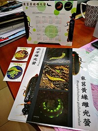 北竿雌光螢、東莒黃緣雌光螢簡介。(圖:仁愛國小校長王建華提供)