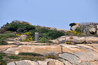 　龜島油菊。（圖與文：陳鵬雄）
