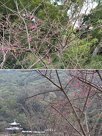 津沙李小石紀念公園、勝天公園、媽祖宗教文化園區山櫻花已陸續綻放,為春節點綴喜氣氛圍。(圖/文:吳嘉榮)