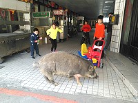　除夕下午鐵板兩棲連圈養1隻山豬跑出，從下方山坡至鐵板廣場及舊市場逛大街，引來小朋友圍觀。（圖：李宜華提供）