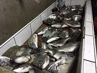 年年有魚慶好年　圖與文：陳鵬雄