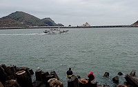　馬祖海域已發現有黑尾鷗蹤影，東引中柱港是不是能在元宵節前迎來黑尾鷗，很值得期待。（圖／文：陳其敏）
