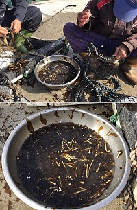 產業發展處推廣裙帶菜養殖,漁民開始掛養作業。(圖/文:陳鵬雄)